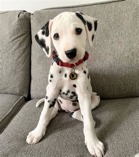 Buy Dalmatian Black & White Puppies For Sale in Delhi, NCR India