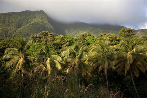 Fort Young Hotel: Dominica's Go-To Destination for Adventure and Relaxation | Caradonna Adventures