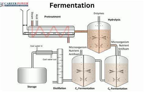 Fermentation: Definition, Process and types of fermentation