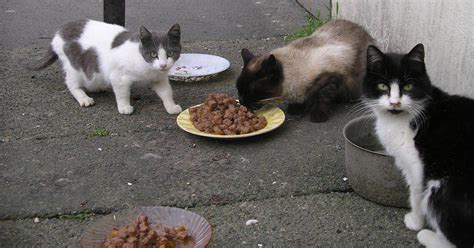 Fined for feeding stray cats. Continue feeding stray animals, maintain sterilization