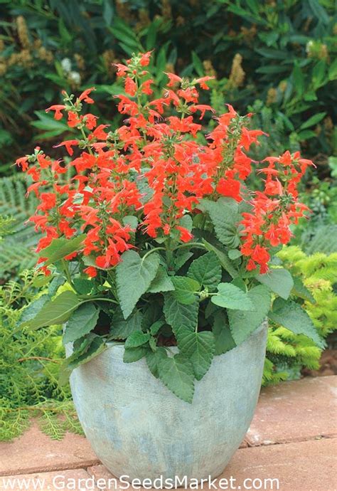 Blood sage, Texas sage - 210 seeds – Garden Seeds Market | Free shipping