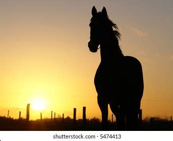 Horse Sunset Silhouette Stock Photo 5474413 | Shutterstock