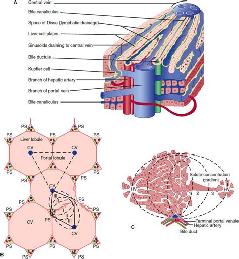 Liver Lobule Types