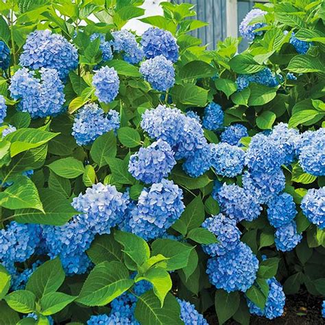 Hydrangea macrophylla 'Blue' 8" Pot - Hello Hello Plants