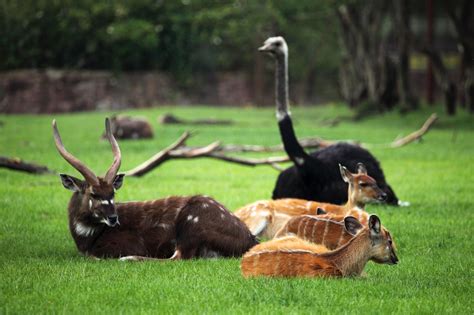 Wild Animals Resting Free Stock Photo - Public Domain Pictures