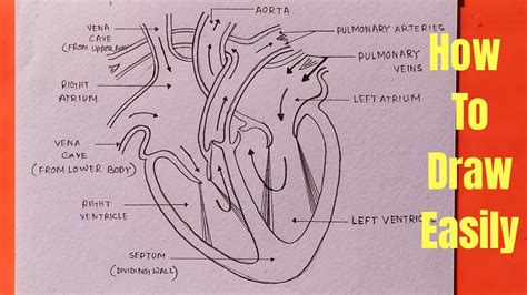 How To Draw Internal Structure Of Heart Easily at How To Draw