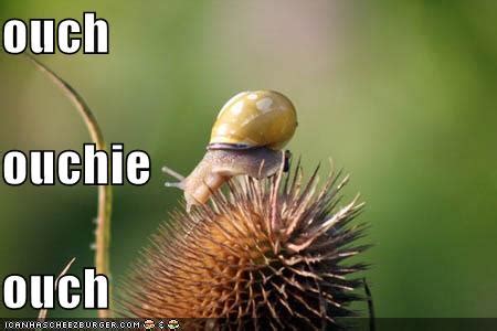 Funny snail pictures New |Funny Animal