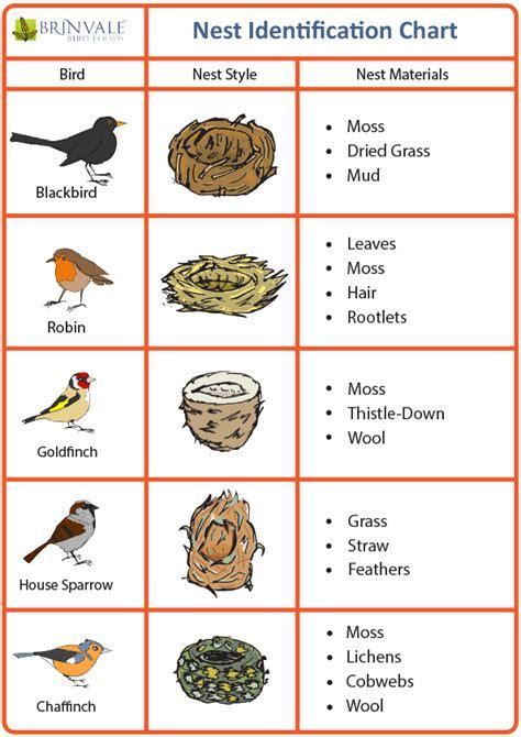 Bird Nest Identification Chart Related Keywords Bird | Backyard birds watching, Bird nest ...