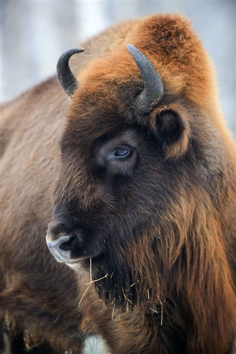 Wisent Bison / BfN Anhang-IV-Arten: Wisent (Bison bonasus) / .and the ...