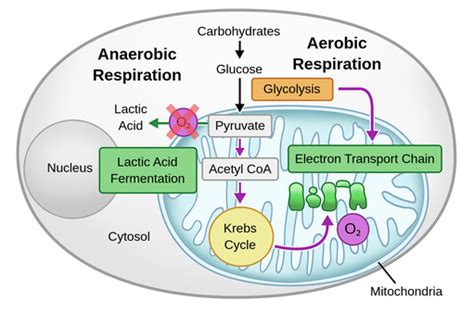 Cellular respiration - Labster