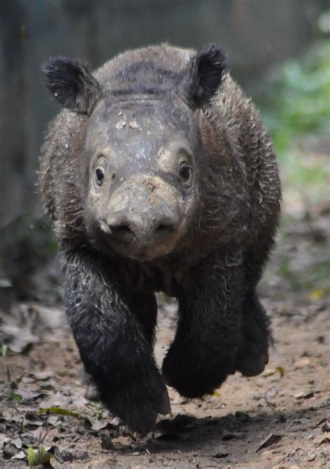 Andantu - the first baby Sumatran Rhino born at the Sumatran Rhino ...