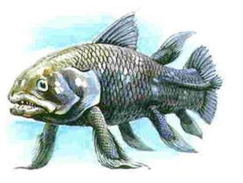 Art illustration - Aquatic animals - Coelacanth: is another lobe-finned fish that is a living f ...