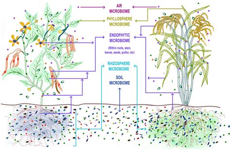 Frontiers | Microbiome Selection Could Spur Next-Generation Plant Breeding Strategies