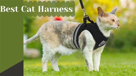 7 Best Cat Harness – A safe and Secure Option for Your Cat - My Pet Tips