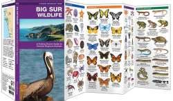 Big Sur Wildlife - Pocket Guide
