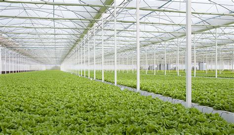 Multispan greenhouse | Gonvarri AgroTech