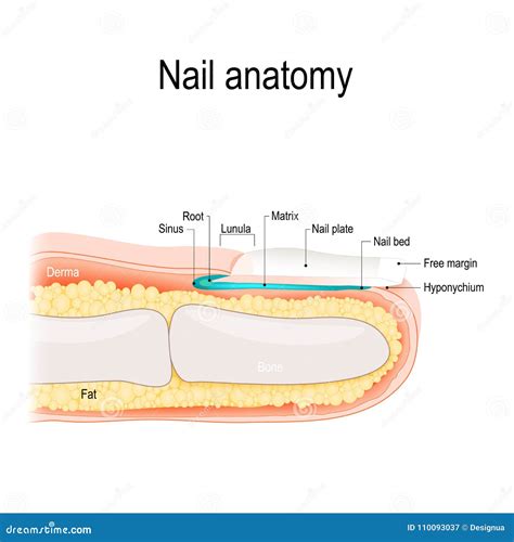 Structure Of Nail Anatomy