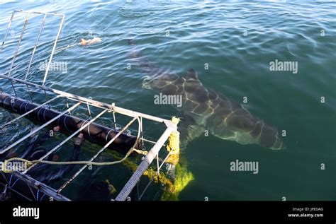 Cape Town Shark Diving Stock Photo - Alamy