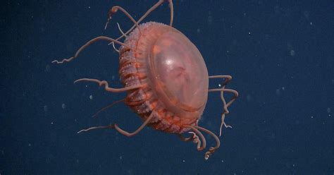 Scientists Capture Brand-New Deep-Sea Jellyfish Species on Camera ...