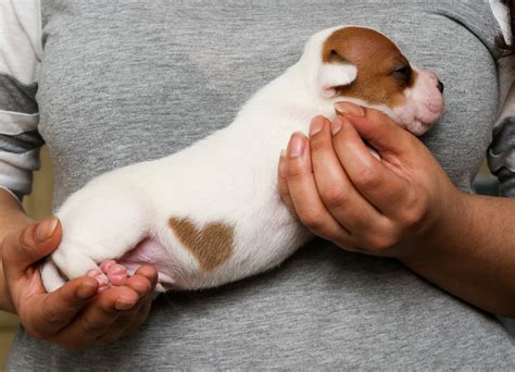 Puppy love! Dog born with heart-shaped patch of fur in time for Valentine’s Day | real fix