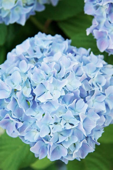 A Love of Hydrangeas