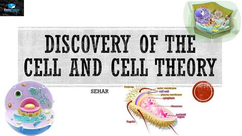 Discovery Of The Cell And Cell Theory - YouTube