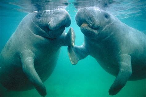 20 Photos Of Manatees Doing Manatee Things And Being Very Cute (PHOTOS) | HuffPost