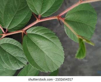 Ziziphus Mauritiana Leaves Herbal Plant Herbal Stock Photo 2102654317 | Shutterstock