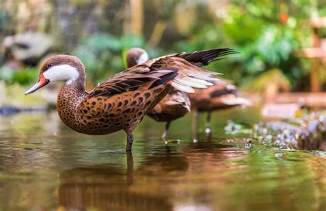 35 Species of Ducks in Florida – Our Fascinating Guide