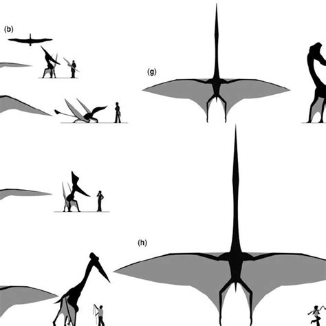 Record claims of pterosaur wingspans and equivalent standing heights ...