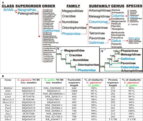 (A) Taxonomic classification of Galliformes according to Crowe et al.... | Download Scientific ...