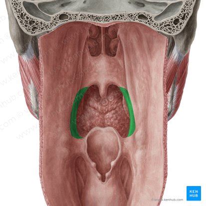 Soft palate: Structure, muscles, function | Kenhub