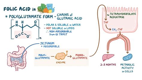 Folate (Vitamin B9) deficiency: Video & Anatomy | Osmosis