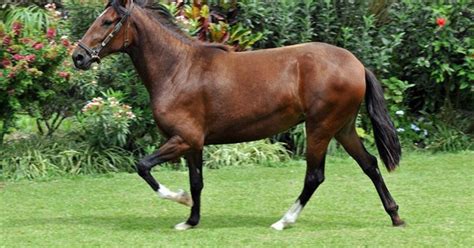 Peruvian Paso Horse Information and Pictures - PetGuide | PetGuide