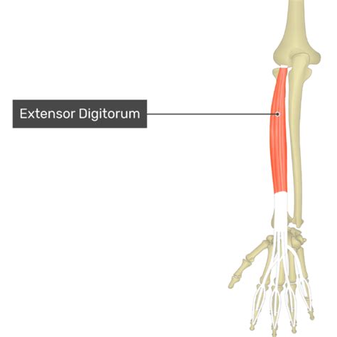 Extensor Digitorum Muscle | GetBodySmart