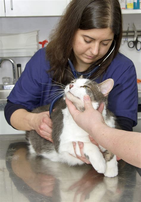 Best Practices for Animal Restraint as a Veterinary Assistant - HCI College