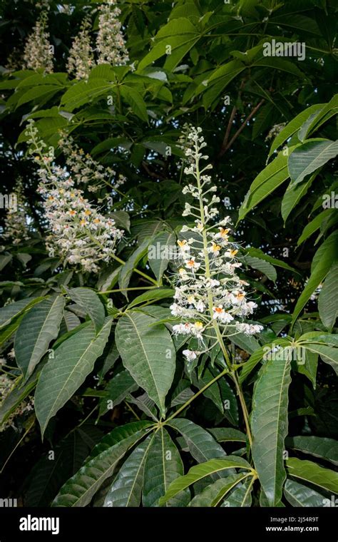 Close up shot of leaves and flowers of horse chestnut, Aesculus species ...