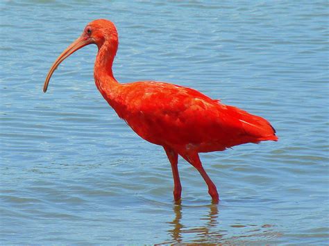 Scarlet Ibis Wallpaper - Animals Town