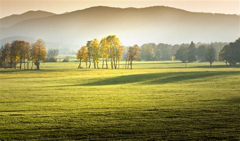 Autumn Trees in a Row Free Photo Download | FreeImages