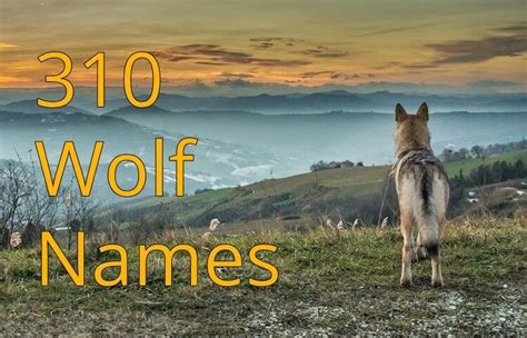 Wolf Names: 310+ Ideas & Tips on Naming Your Wolf Hybrid