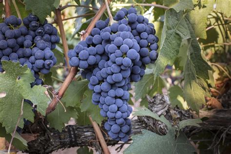 A beginners guide to Tempranillo wine – Recette Magazine