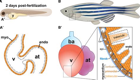 Zebrafish Models of Cardiac Disease: From Fortuitous Mutants to Precision Medicine | Circulation ...