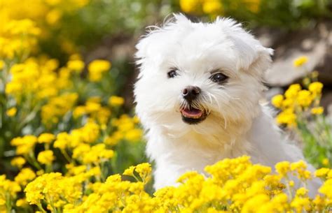 Maltese: The Small White Hypoallergenic Companion Dog | All Things Dogs