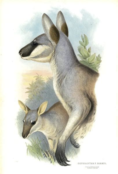 Whiptail Wallaby - Trowbridge Gallery