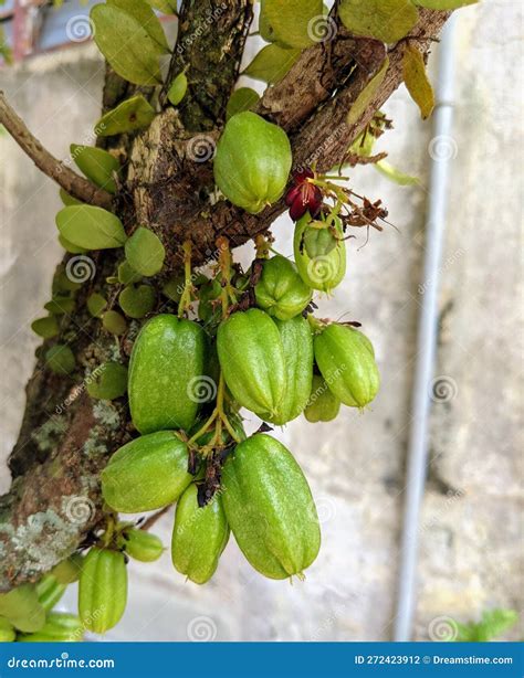 Bilimbi Fruits On Tree. Sour Fruit. Averrhoa Bilimbi. Belimbing Buluh. Belimbing Wuluh. Bilimbi ...