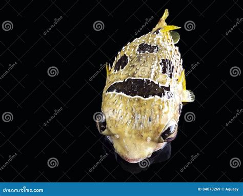 Puffer fish stock image. Image of boat, puffer, fisherman - 84073269