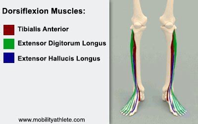 Ankle Dorsiflexion - The Ultimate Guide for Athletes