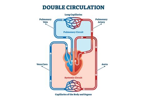 Circulatory System Diagram For Kids