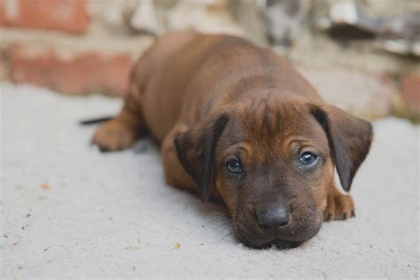 Ridgeback Puppies in Dorset - Some Availability