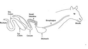 Understanding a horse’s digestive system | UGA Forage Extension Team